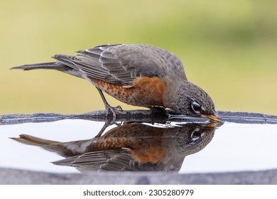 The American robin (Turdus migratorius) drinking water from a bird bath - Powered by Shutterstock