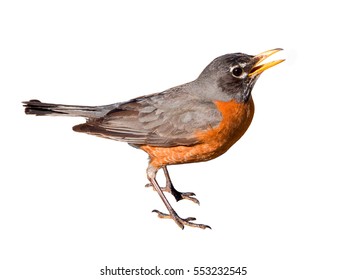 American Robin (Turdus Migratorius) Isolated On White Background. The Bird Lives Throughout North America. It Is The State Bird Of Connecticut, Michigan, And Wisconsin.