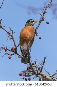 The American robin (Turdus migratorius) is a migratory songbird, Ames, Iowa