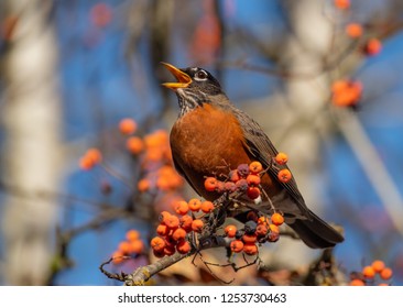 An American Robin (Turdus migratorius) singing in a Mountain Ash Tree (Sorbus)  loaded with orange berries in the Autumn - Powered by Shutterstock