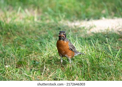 American Robin With Worm in Mouth