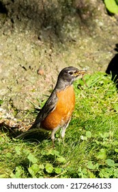 American Robin with Worm in Mouth Standing in Grass