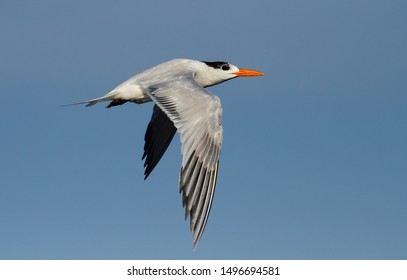 American Royal Tern (Thalasseus Maximus) In Flight