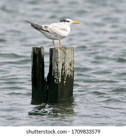 American Royal Tern, (Thalasseus Maximus), Adult Winter Plumage, Cape May, New Jersey, USA.