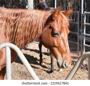 American Saddlebred Mare At The Round Bale Feeder