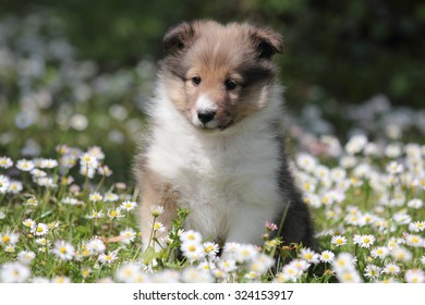 American Shetland Sheepdog Puppy