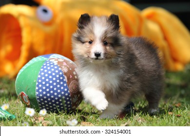 American Shetland Sheepdog Puppy