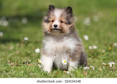 American Shetland Sheepdog Puppy Stock Photo 324154148 | Shutterstock