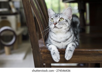 American Short Hair
