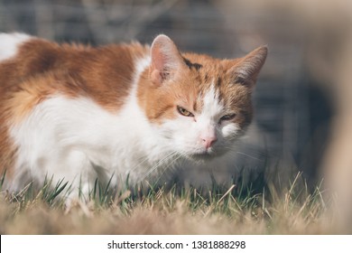 An American Short Hair breed cat grazes in the grass on a summer afternoon in Colorado.