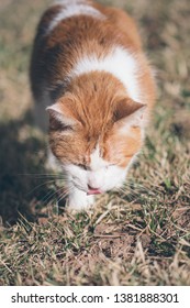 An American Short Hair breed cat grazes in the grass on a summer afternoon in Colorado.