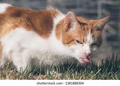 An American Short Hair breed cat grazes in the grass on a summer afternoon in Colorado.