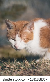 An American Short Hair breed cat grazes in the grass on a summer afternoon in Colorado.