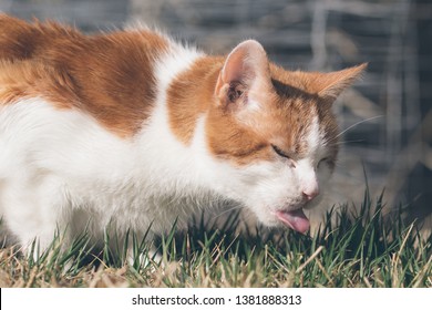 An American Short Hair breed cat grazes in the grass on a summer afternoon in Colorado.