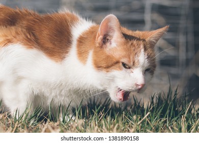 An American Short Hair breed cat grazes in the grass on a summer afternoon in Colorado.