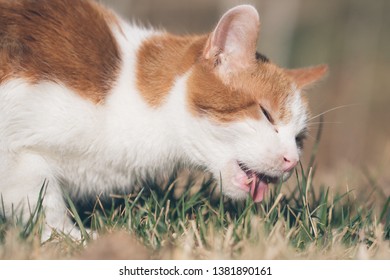 An American Short Hair breed cat grazes in the grass on a summer afternoon in Colorado.