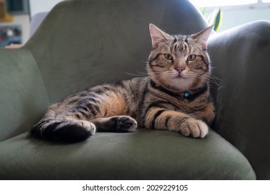 American short hair brown tabby cat laying on the green sofa in the house