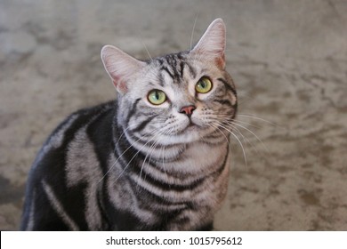 American Short Hair Cat