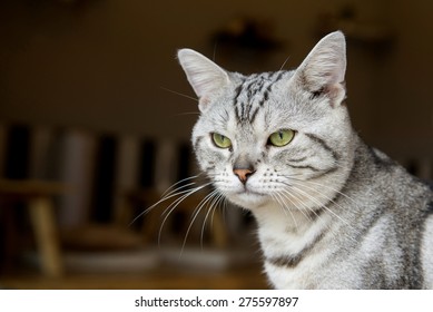 American Short Hair Cat 