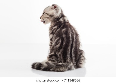 American short hair cat on white background