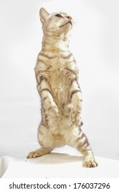 American short hair cat standing