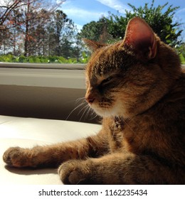 An American Short Hair Cat Sun Bathing In Front Of A Window With A View Of  A Blue Sky And Trees.