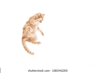 An American Short Hair cat is thrown into the snow, jumping and flying through the air.