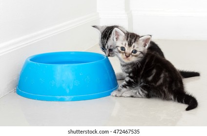 American short hair cat waiting for food with copy space