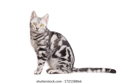 American Short hair Cat in white background