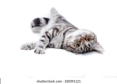 American Short Hair Kitten