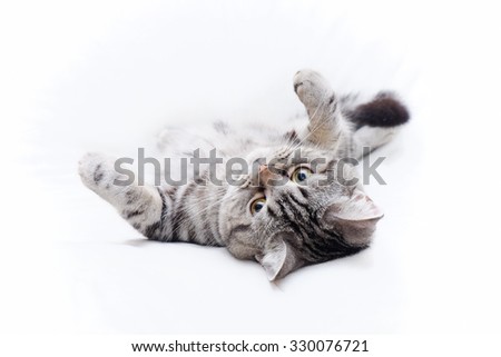 Similar – Fluffy cat lies snugly on the back, top view