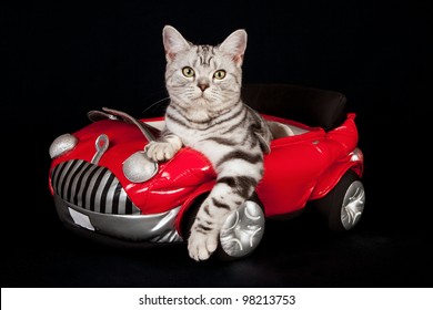 American short hair kitten standing next to toy motorbike on black background