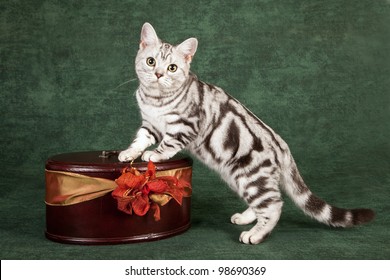 American short hair kitten standing on wooden box on green background