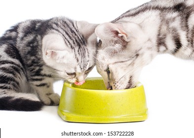 American Short Hair Mother cat And Kitten Eating isolate on white Background