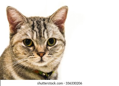 American Short Hair with yellow eyes cat