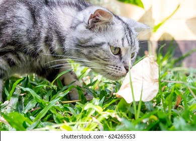 American Shorthair