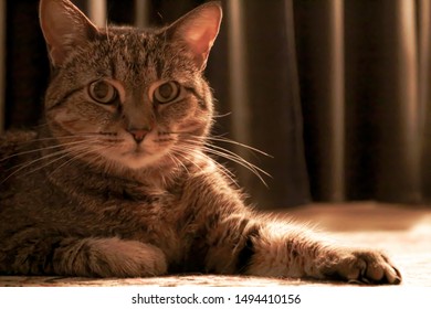 Cat Shedding Images Stock Photos Vectors Shutterstock