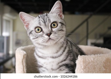 American Shorthair Cat