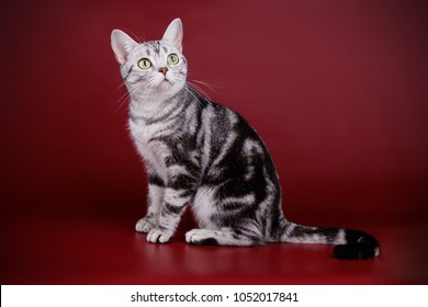 American Shorthair Cat