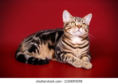 American Shorthair Cat Stock Photo 1150093598 | Shutterstock