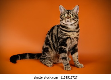 American Shorthair Cat