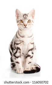 American Shorthair Cat