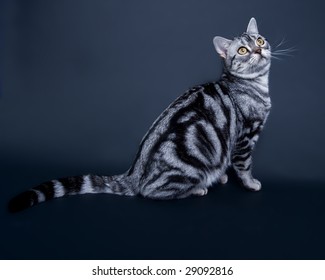 American Shorthair Cat