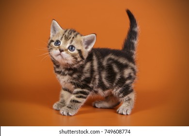 American Shorthair Cat