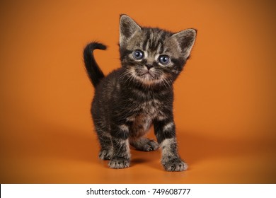 American Shorthair Cat