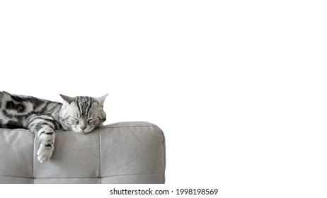 American shorthair cat adorable, Classic silver tabby, Sleeping or lying down and lazy is relax on cloth sofa gray color in living room, Isolated on white background with copy space. - Powered by Shutterstock