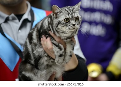 American Shorthair Cat Being Held At Cat Show