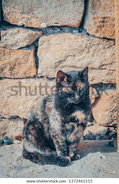 American Shorthair Cat Black Brown Yellow Stock Photo Edit Now