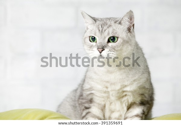 American Shorthair Cat Breed Stock Photo Edit Now 391359691