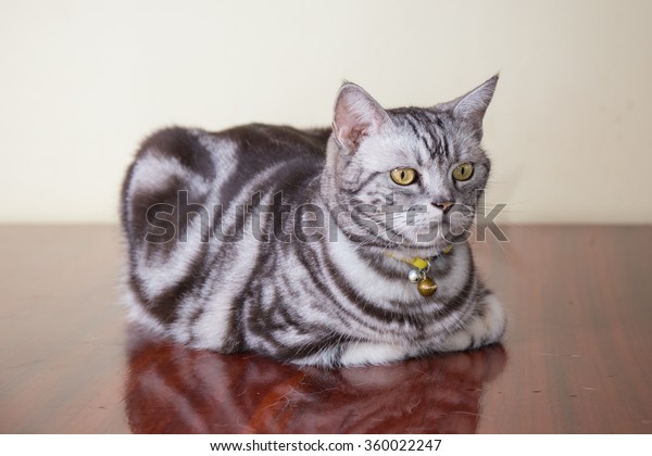 American Shorthair Cat Crouch On Brown Stock Photo Edit Now